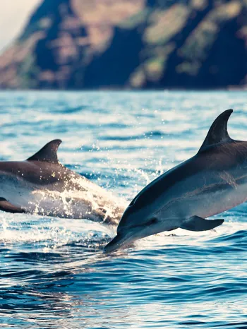 Wild dolphins swimming free in the ocean