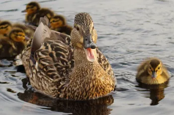 mother duck with her ducklings swimming in water