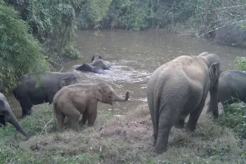 Elephants