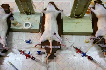 Doctors Carry Out Experiment On Rats In A Hospital Laboratory