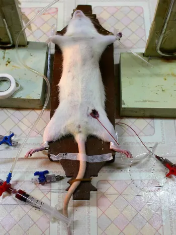 Doctors Carry Out Experiment On Rats In A Hospital Laboratory