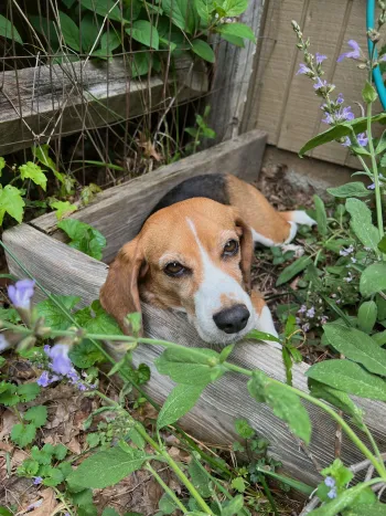 A beagle lays in a garden bed surrounded by flowers and green leaves