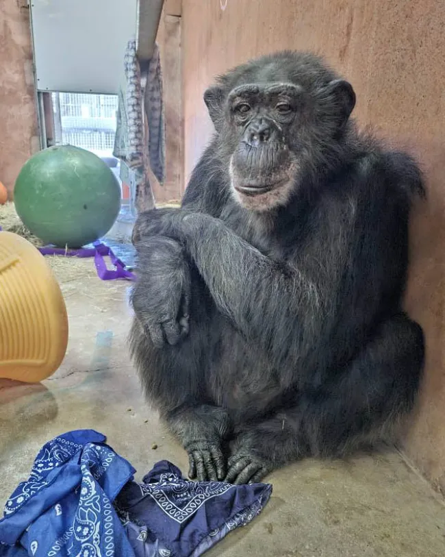 Faylene, a chimpanzee previously used in experiments at Alamogordo Primate Facility (APF) moved to Chimp Haven sanctuary in February 2025.