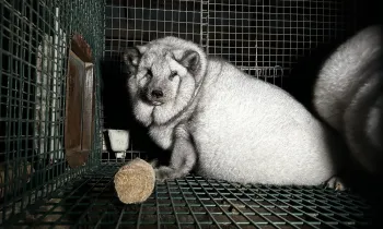 A fox in a small, barren cage