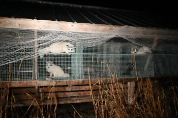 Foxes in cages at a fur farm