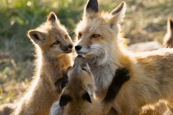 Mother fox nursing several kits