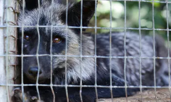 Fox in a cage on a fur farm