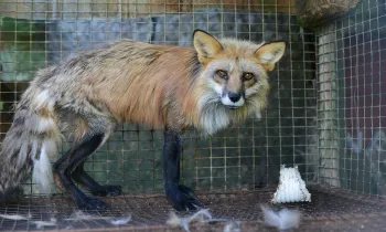 A starving red fox at a fox and mink farm.