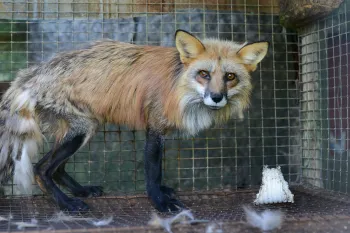 A starving red fox at a fox and mink farm.