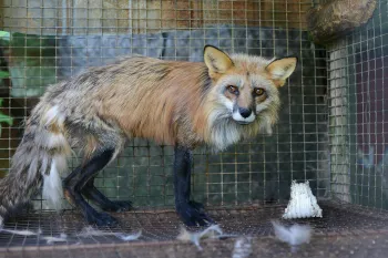 Fox on fur farm Going fur free can end suffering of animals like this red fox on a fox and mink farm.