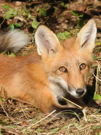 fox crouching next to tree