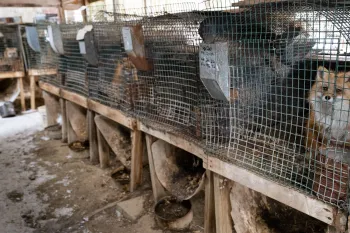 Rows of cages fox sit at a fur farm waiting to be rescued