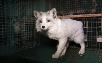 a white and grey fox in a cage