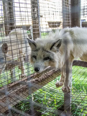 Image of arctic foxes in cages at a fur farm.