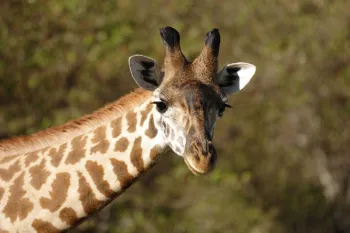 Giraffe