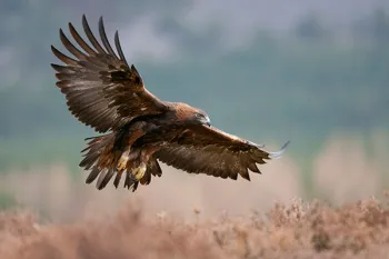 golden eagle coming in for a landing