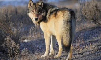 Gray wolf in Yellowstone National Park