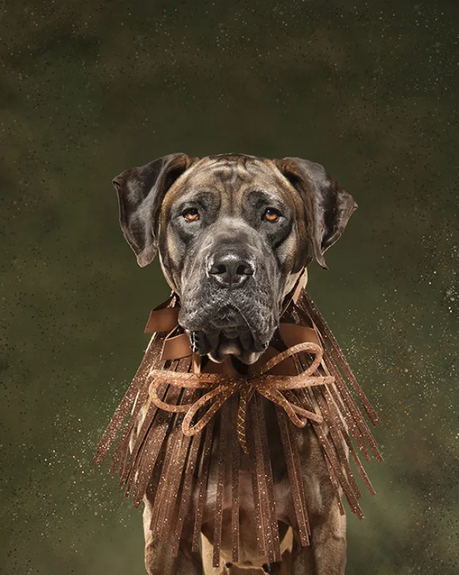 Dog styled and posed for a photoshoot