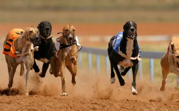 Greyhounds racing