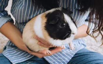 Woman holding pet guinea pig