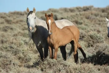 Horses in a field