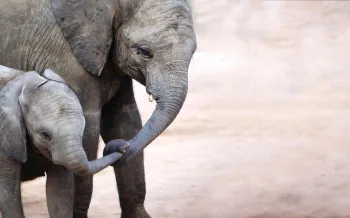 a baby elephant and its mother