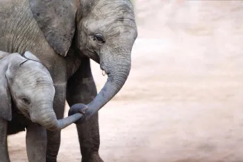 a baby elephant and its mother