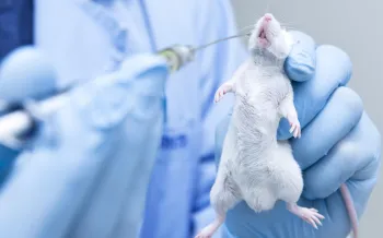 a mouse being tested on