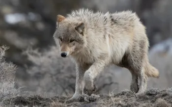 wolf with golden eyes heading down steep hill in Yellowstone