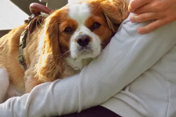 A woman holds her dog on her lap