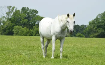 Rescued horse Sam Elliot grazes in a pasture at Black Beauty Ranch