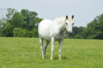 Rescued horse Sam Elliot grazes in a pasture at Black Beauty Ranch