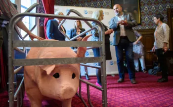 Replica farrowing crate and animatronic pig at Humane World for Animals UK event in the House of Commons, June 2025