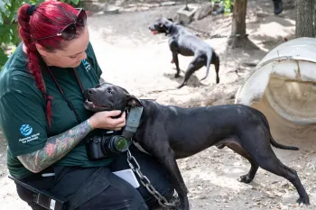 a person holding a dog