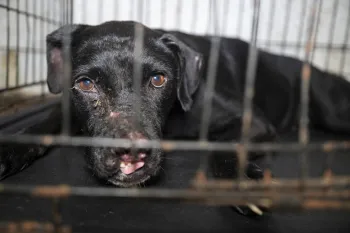 Dog in cage with wounds