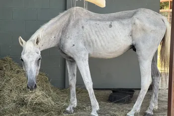 A neglected, severely emaciated, white horse noses at a pile of hay after being surrendered to Black Beauty Ranch