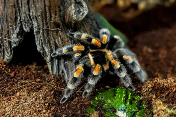 tarantula in natural habitat