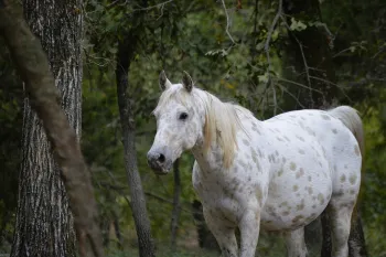 Farva, an Appaloosa horse, enjoying his habitat