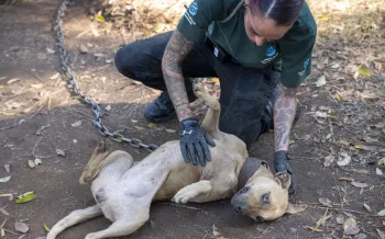 a woman petting a dog outside