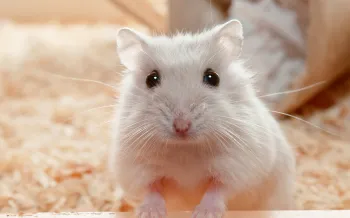 pet hamster looking at the camera with soulful eyes