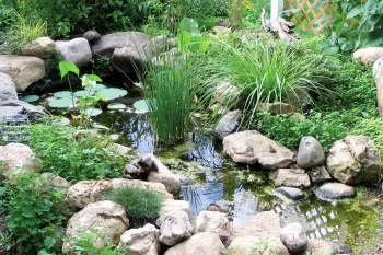 a naturalistic pond