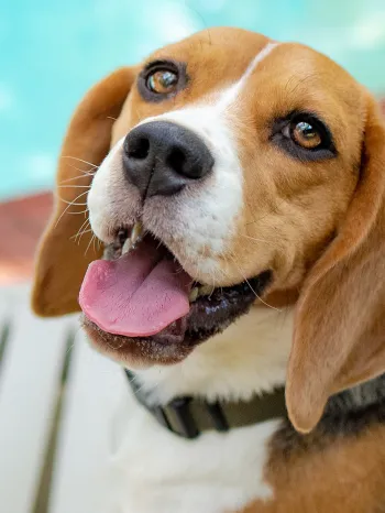 A beagle dog named Cu lounging on a beach chair by the pool, looking at the camera