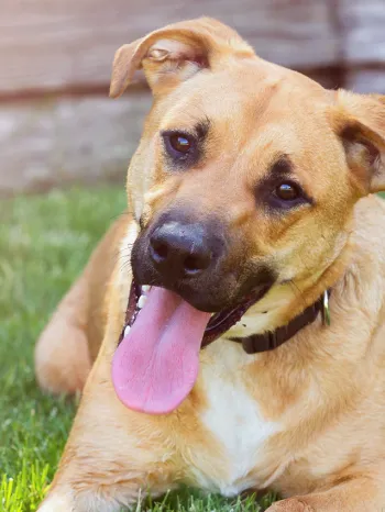 Happy dog laying in the sun in yard