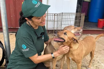 A person comforting a dog