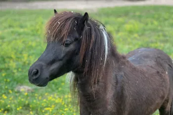 Spicy Jalapeño, a miniature horse, in a grassy field