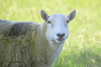 A sheep in a field