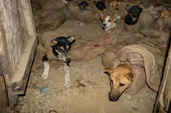 Dogs being kept in a darkened room, their bodies restrained in sacks and some with their mouths tied shut, prior to being slaughtered at a dog meat market