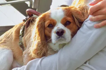 Woman waits with sad dog in lap