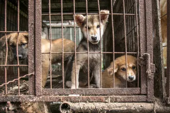 Dogs look out from behind rusty cage bars before being rescued