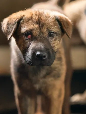 A puppy with cherry eye stands in tire inside an enclosure that has been repurposed to raise puppies at a dog fattening facility